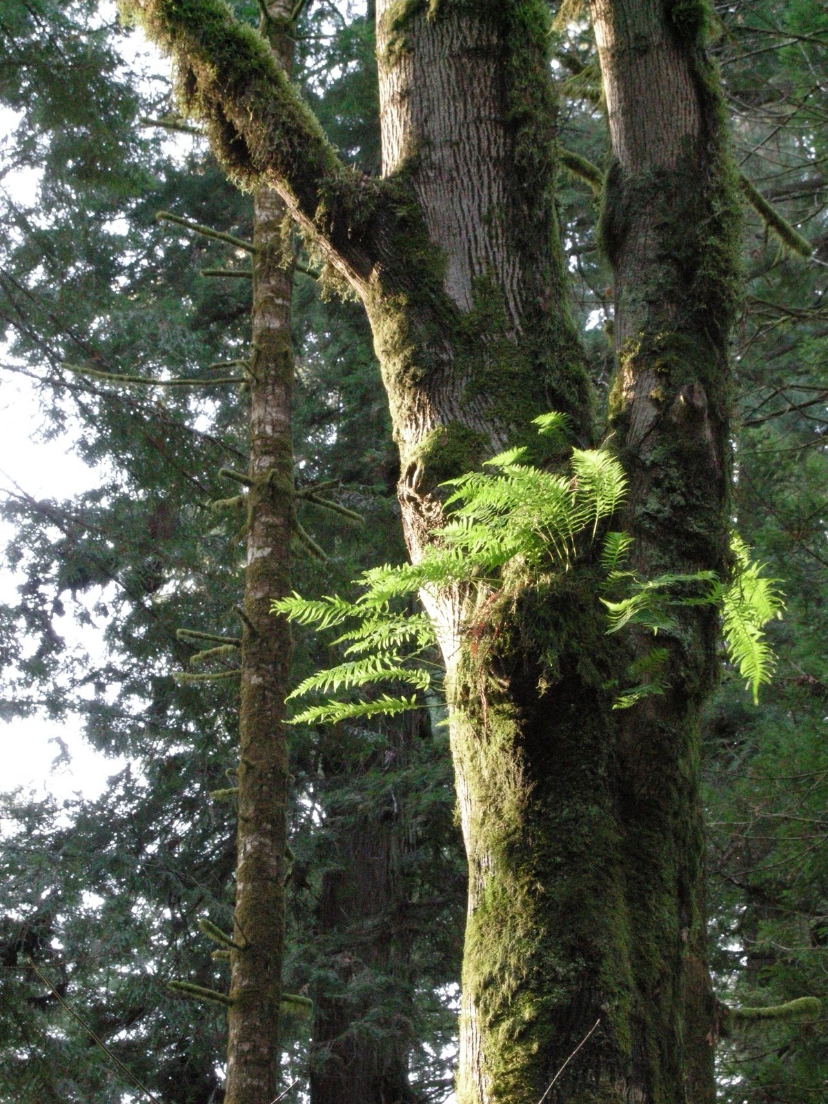 [Redwood+fern+backlit.jpg]