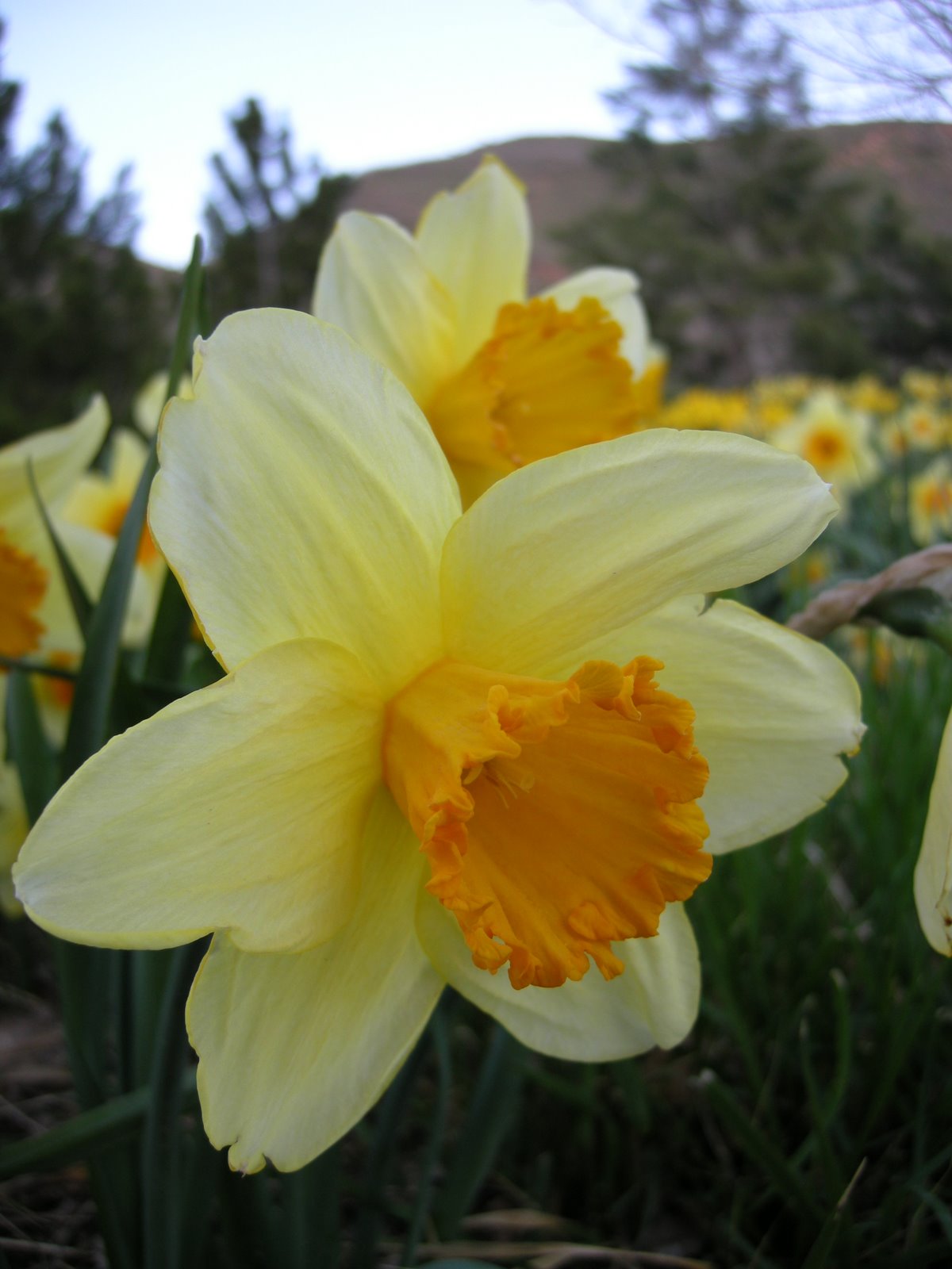 [daffodil+closeups+(3).JPG]