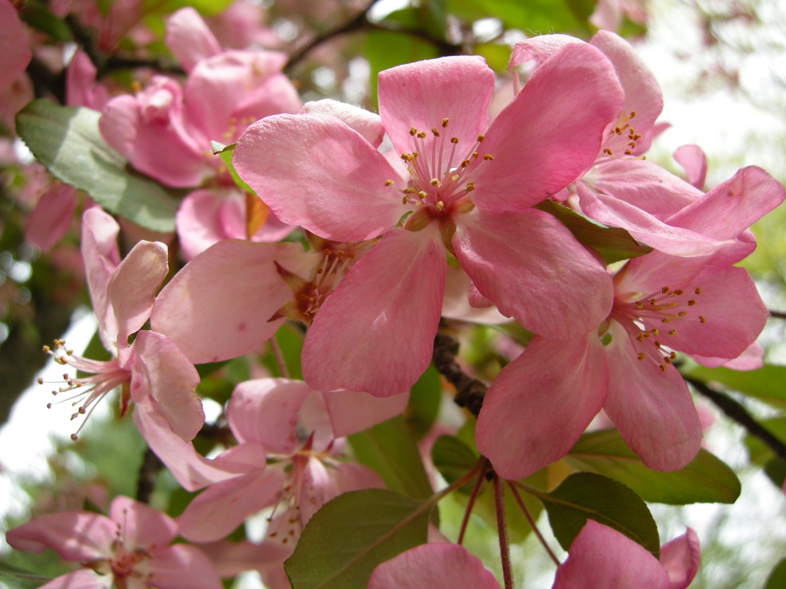[pink+blossoms+(2).JPG]