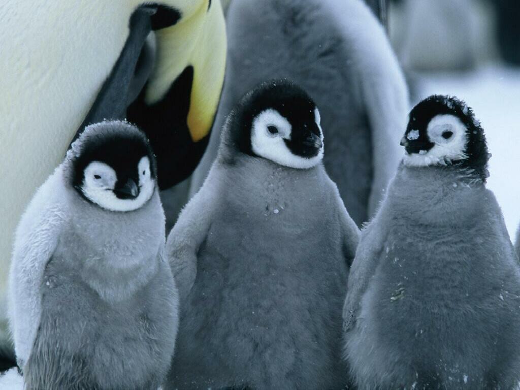 [Penguins.jpg]