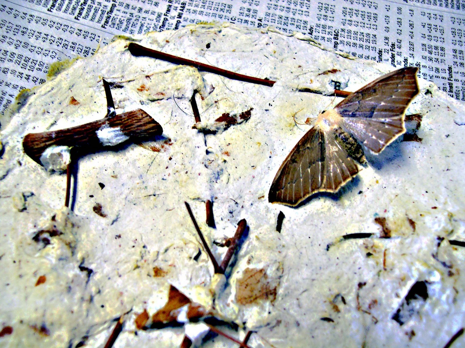 [moth2.jpg]