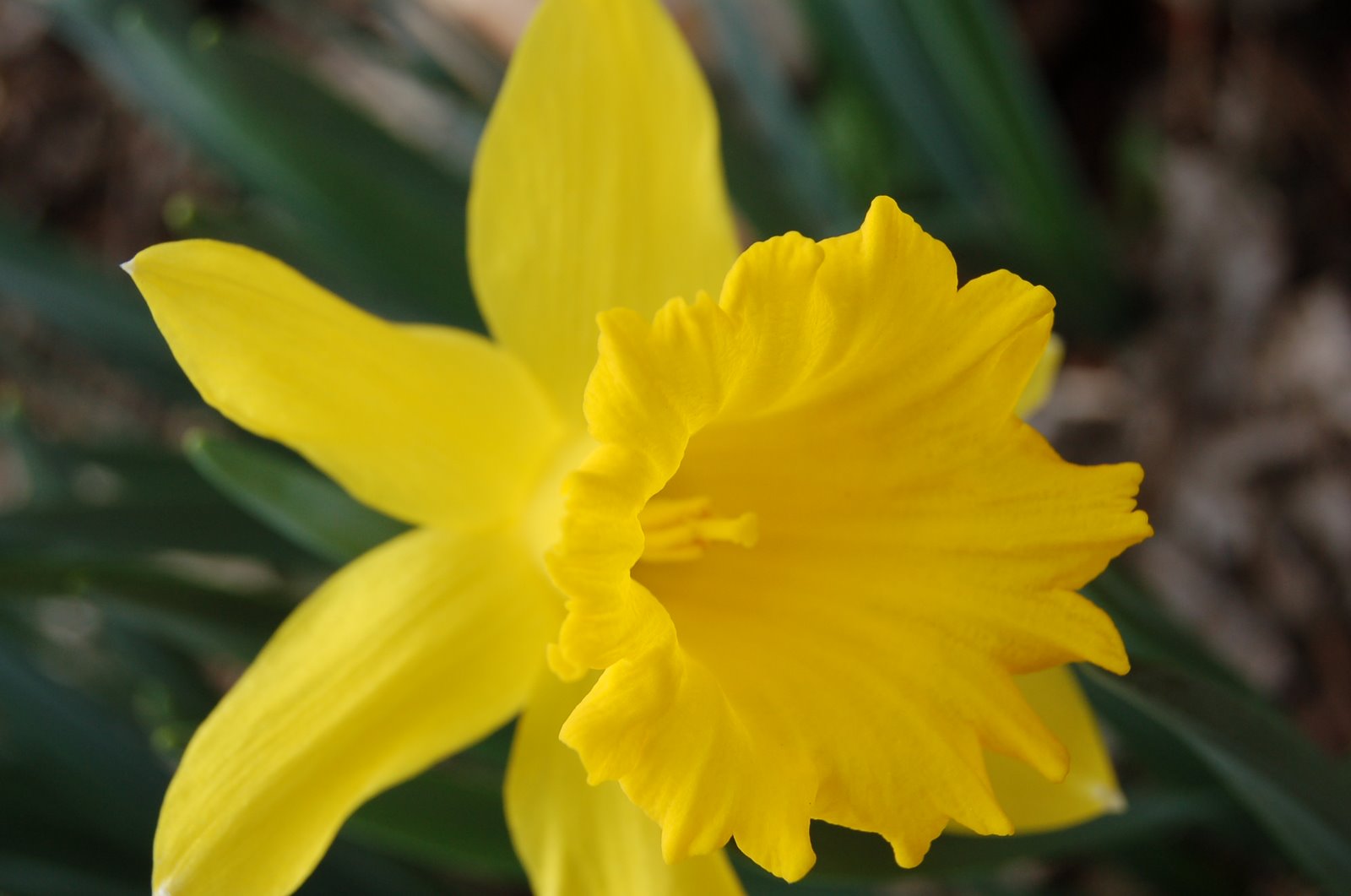 [Daffodil4.JPG]