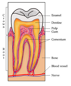 [300px-ToothSection.jpg]