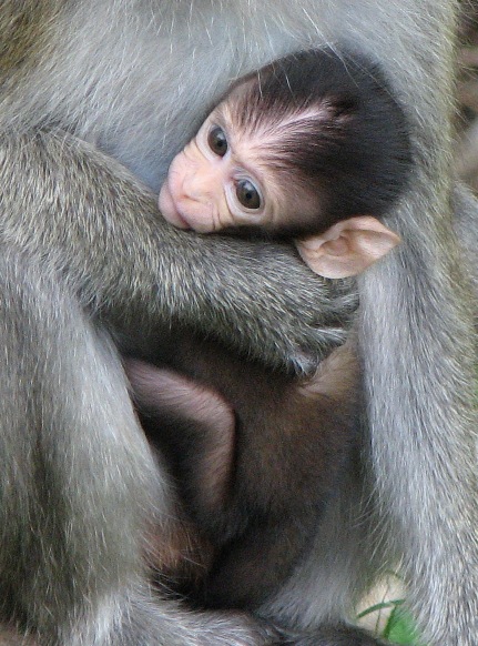 [Baby+Monkey+Close.jpg]