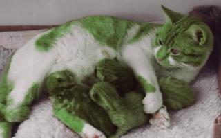[Green_Cats.jpg]