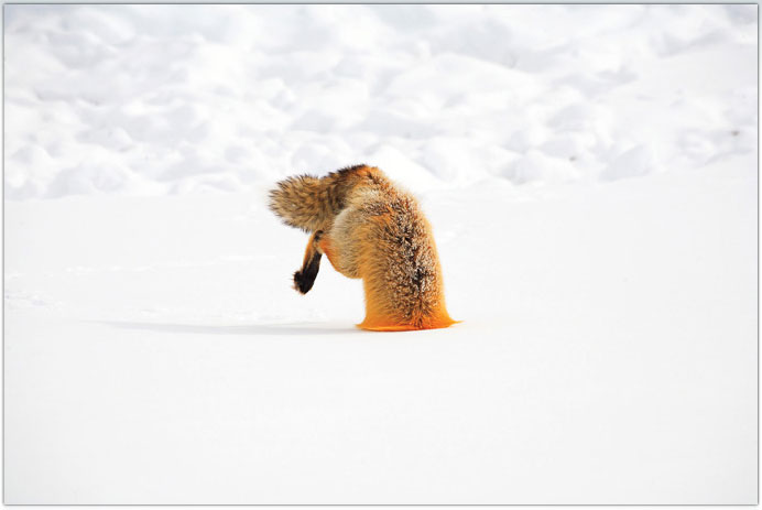 [Fox+Dunked+in+Snow.jpg]