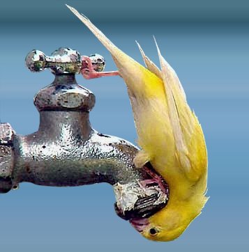 [Bird+Thirsty.jpg]