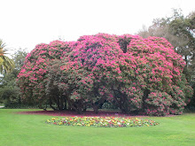 a clump of rhododendron