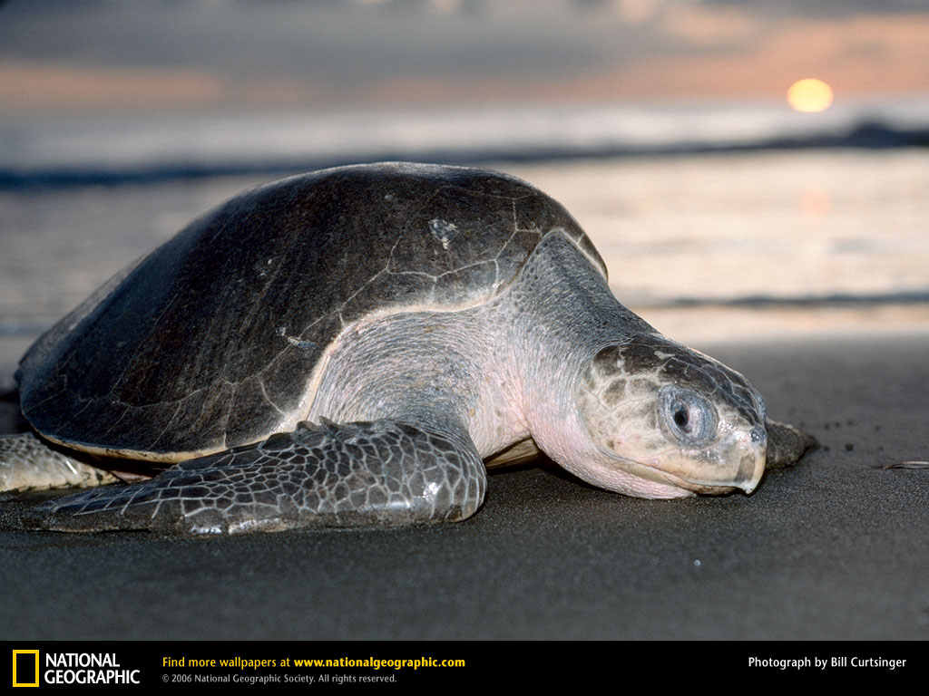 [olive-ridley-sea-turtle.jpg]
