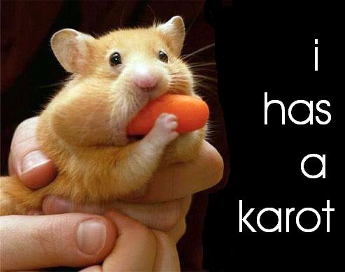 [hamster+carrot.jpg]