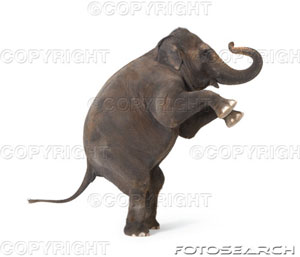 [elephant-standing-on-hind-legs-performing-trick-~-72984150.jpg]