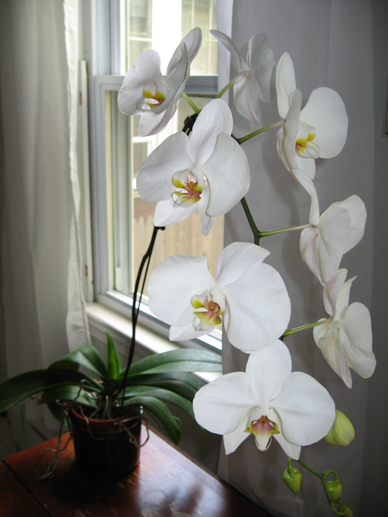 [orchid1.jpg]