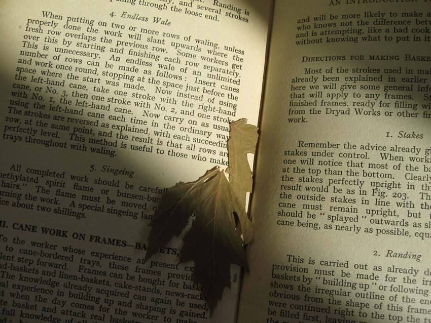 [book+leaf.jpg]