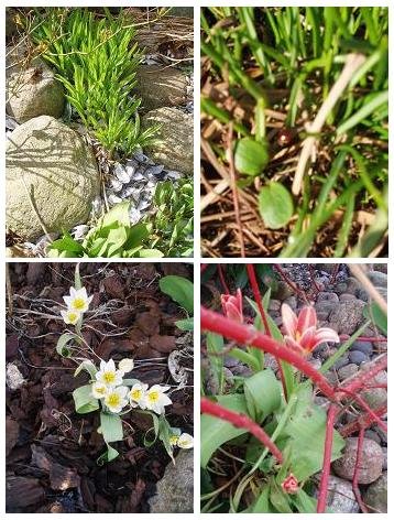 [Collage-våren+kommer-liten.jpg]