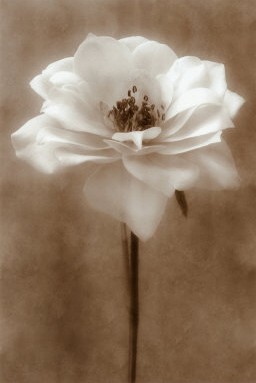 [6560~Antique-Rose-Posters.+cropped.jpg]