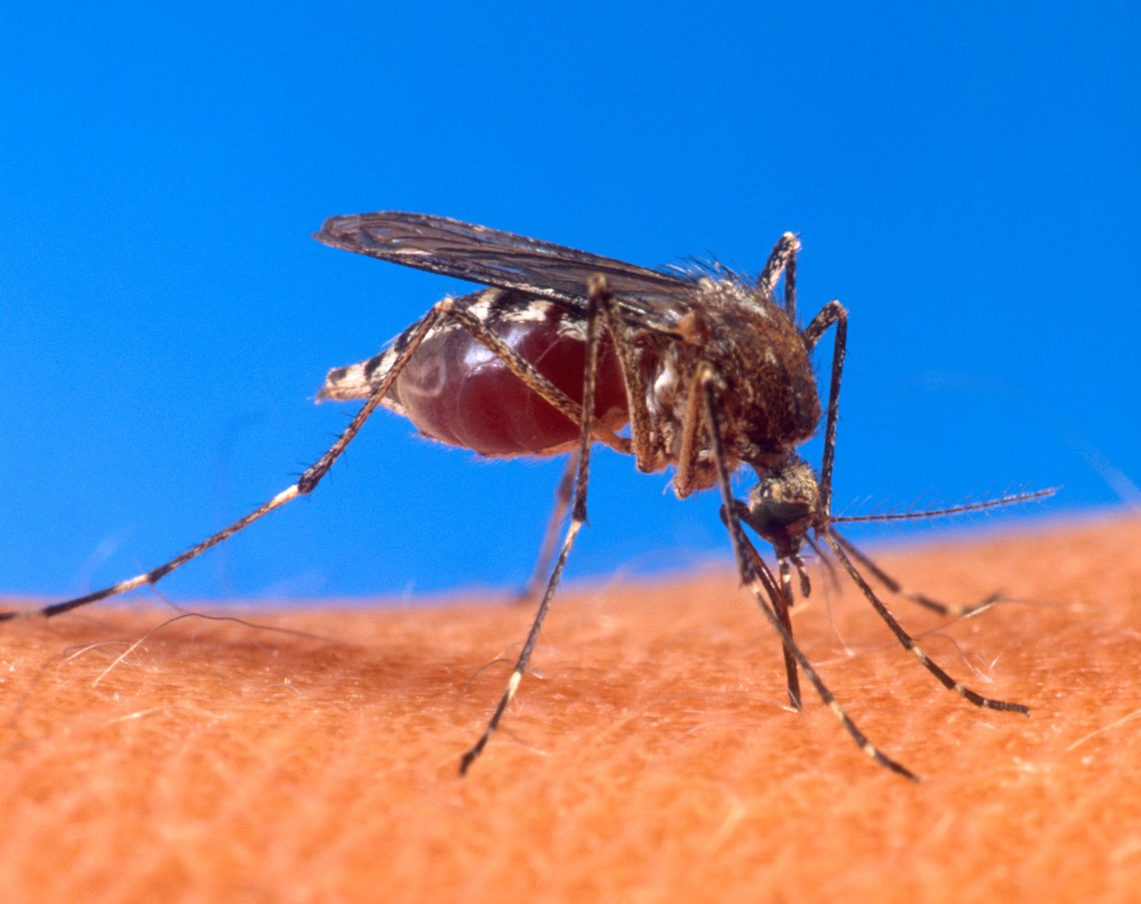 [Aedes_aegypti_biting_human.jpg]