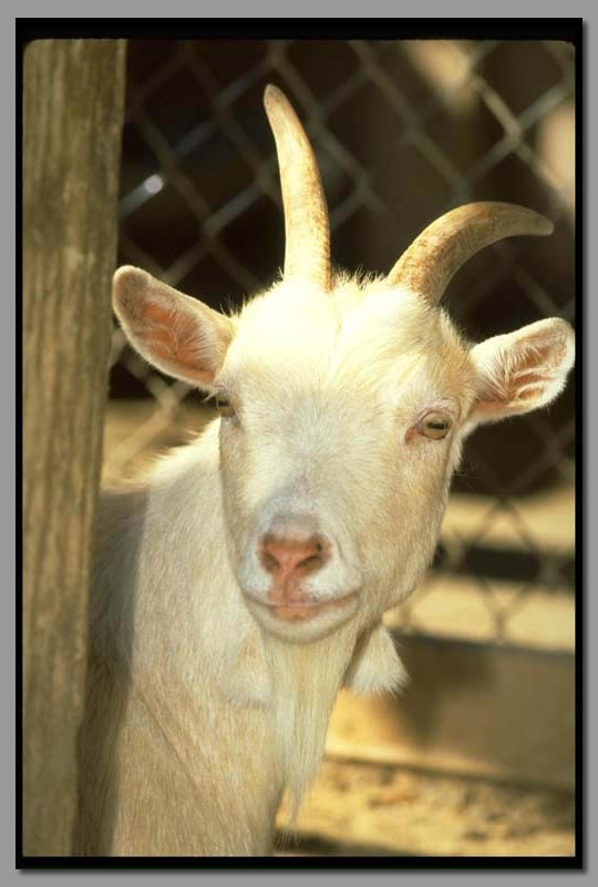 [kid_goat+closeup.jpg]