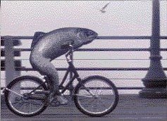 [A_Fish_Needs_a_Bicycle.jpg]