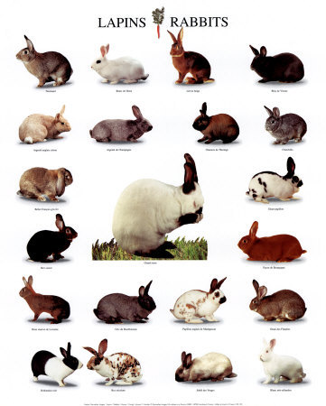 [Rabbits-Print-C10071648.jpg]