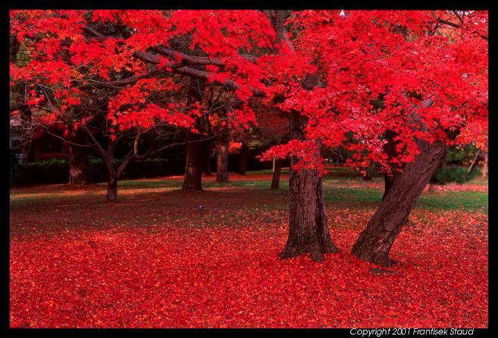 [red-maple-leaves-imperial-palace-6_3.jpg]