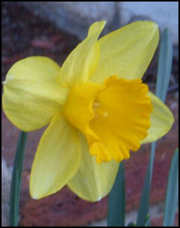 [daffodils3.jpg]
