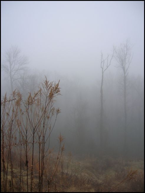 [fog3.jpg]