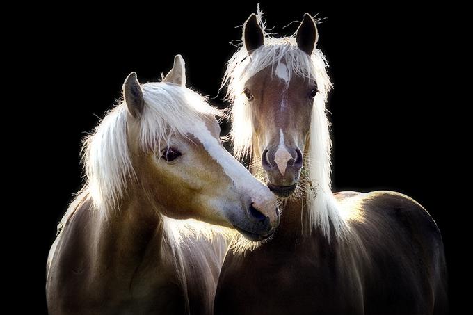 [pair+of+horses.jpg]