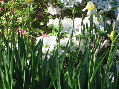 [Irises+Blooming,Sunday+Morning,May+6,+2007_1_1.JPG]