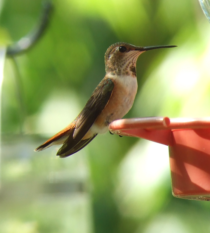 [Hummingbird,+Rufous.jpg]
