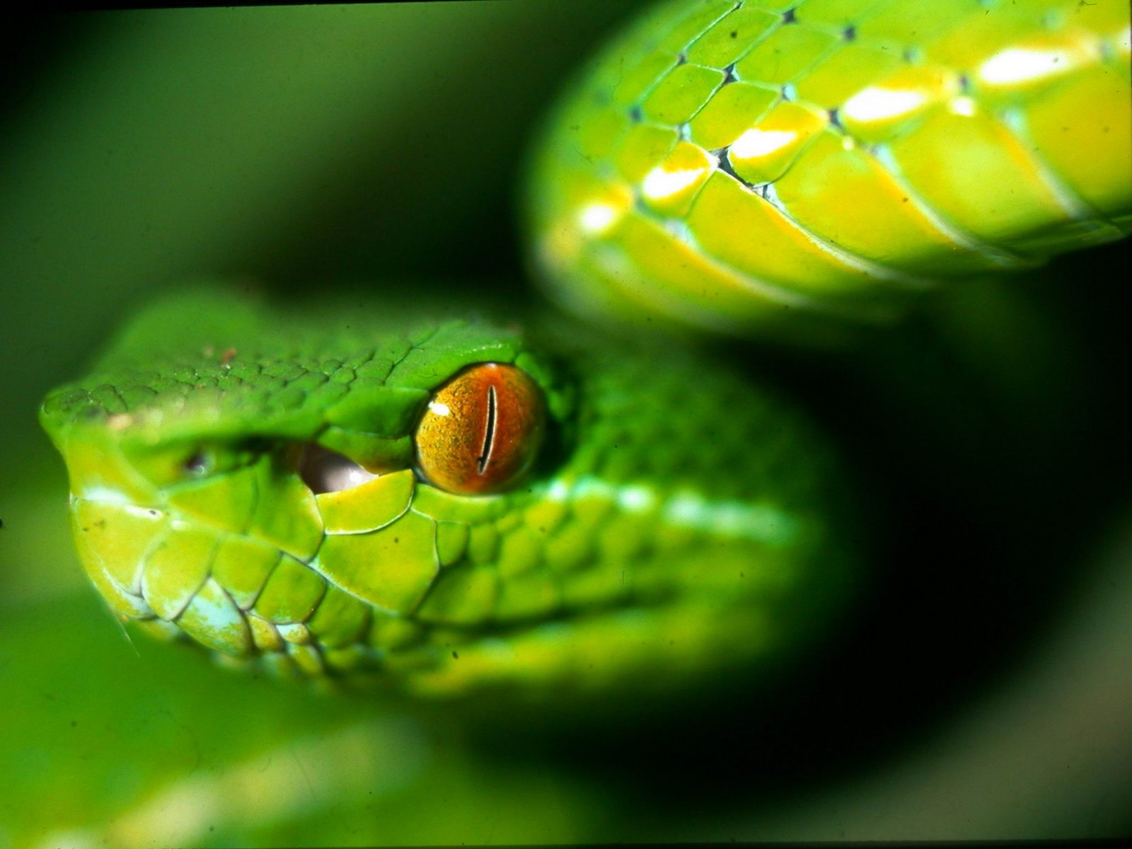 [green+viper.jpg]