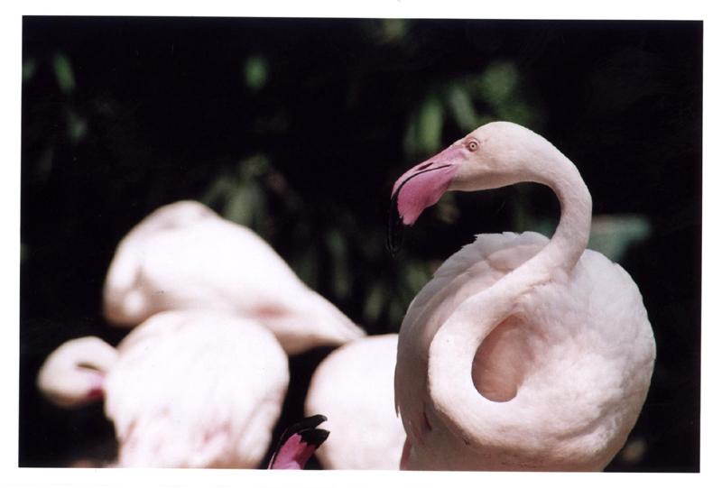 [Flamingo2.jpg]