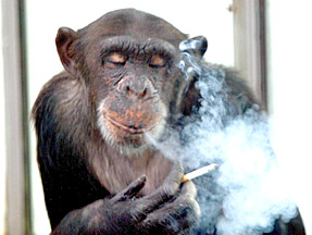[chimp_smoking.jpg]