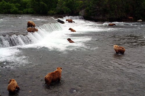 [Alaskan+brown+bears+by+camellish.jpg]
