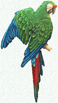 [green+military+macaw+parrot.jpg]