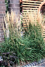[feather_reed_grass2.jpg]