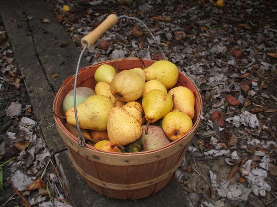 [pears+in+basket.JPG]