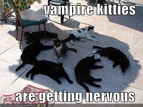 [funny-pictures-vampire-cats-shade-sunlight.jpg]