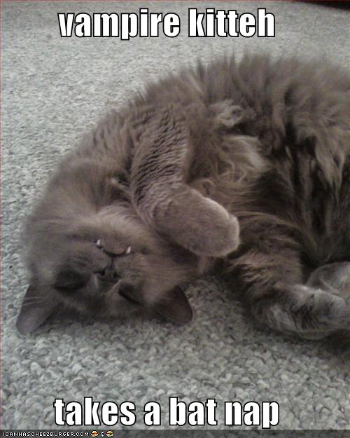 [funny-pictures-vampire-cat-bat-nap.jpg]