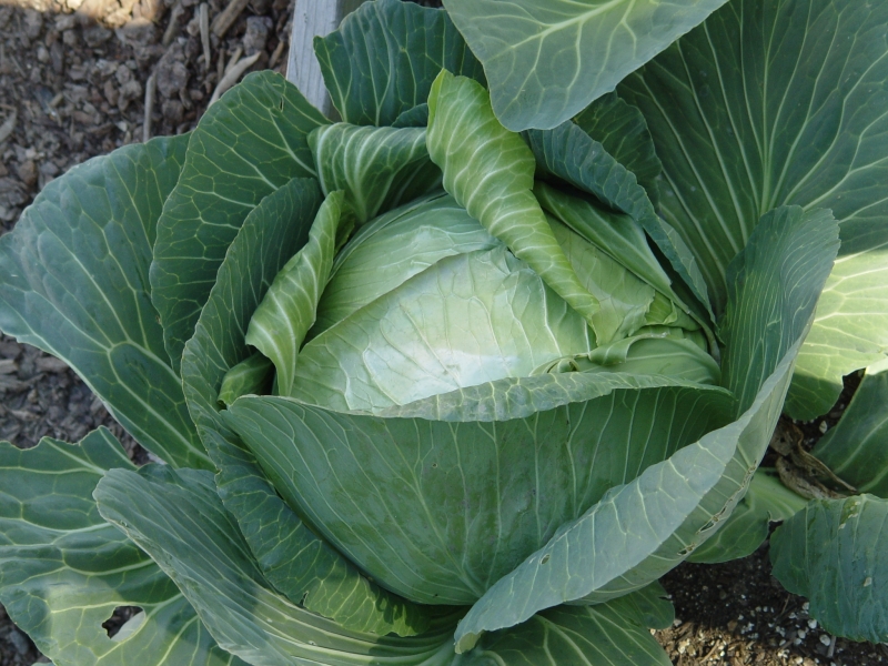 [cabbage.jpg]