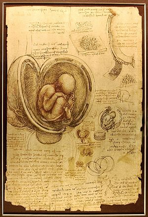 [300px-Da_Vinci_Studies_of_Embryos_Luc_Viatour.jpg]
