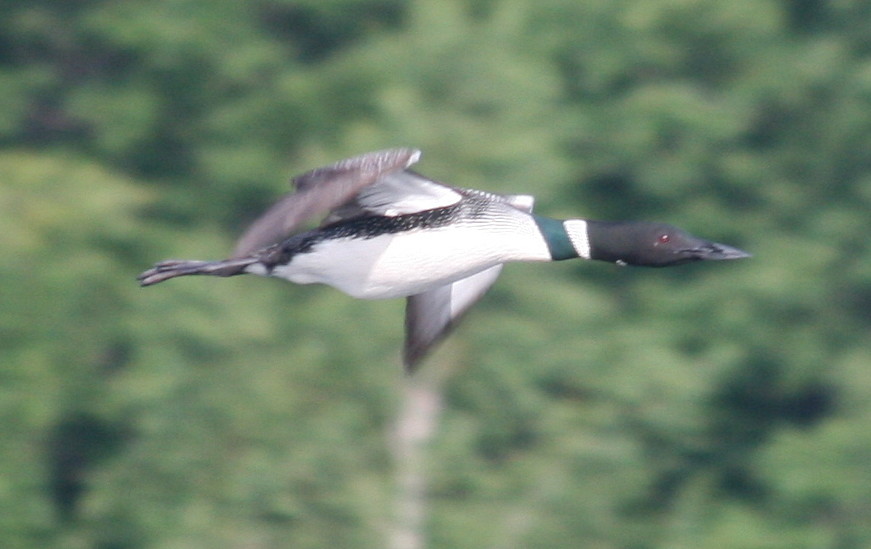 [close+up+of+loon+flying+in+trees.jpg]