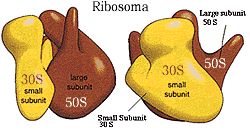 [ribosoma.gif]