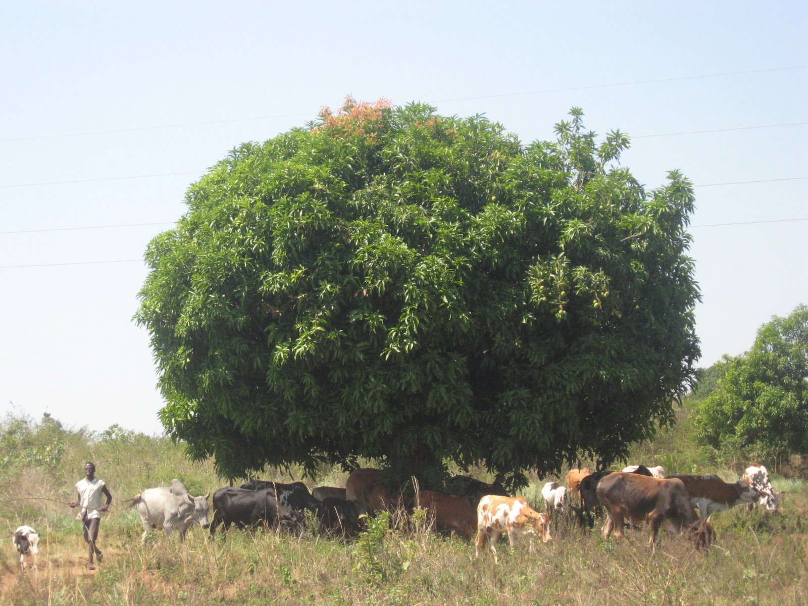 [SC~Mango+tree+on+way+to+Bukedea.jpg]