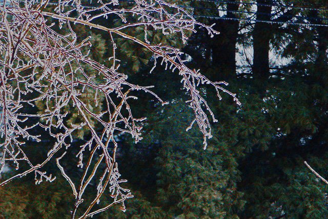 [ice+branches+over+pine.jpg]