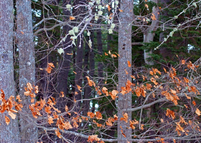 [oak,+pine,+lichens.jpg]