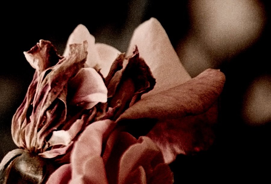 [dying+roses2.jpg]