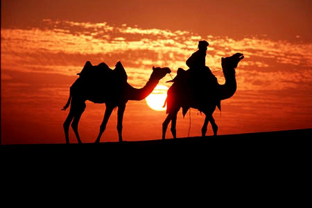 [camels_desert.jpg]