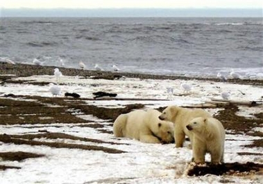 [Polar+bears+sow+&+2+cubs+Fish+&+Wildlife+Service.jpg]