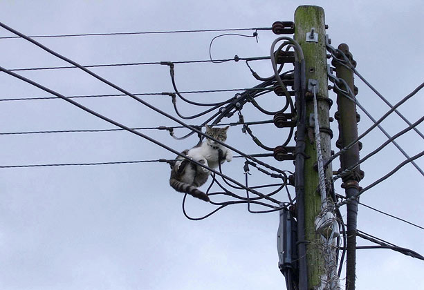 [cat-telegraph-pole.jpg]