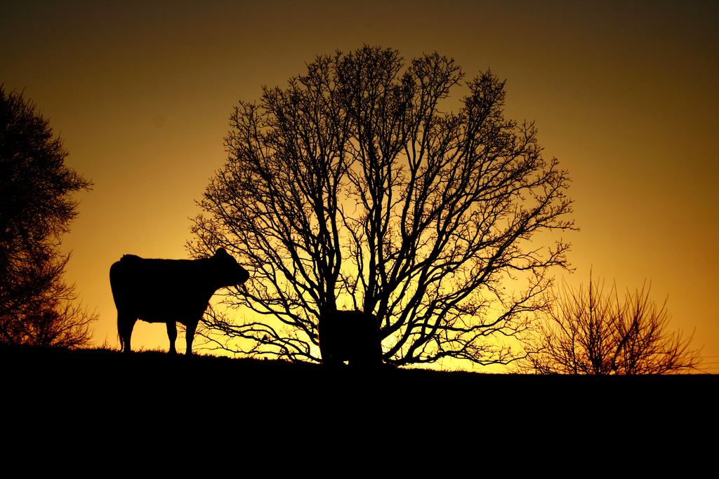 [Silhouetted+Cow+at+Sunset.JPG]